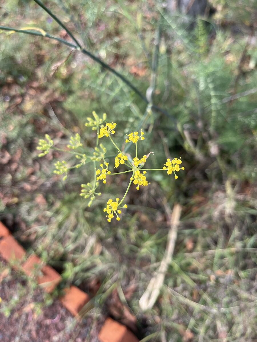 Foeniculum vulgare dulce - (Mill.)Batt.&Trab. (Sweet Fennel) — photo