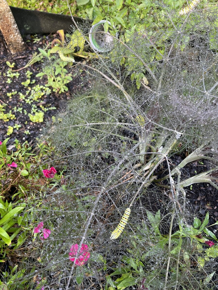 Foeniculum vulgare dulce - (Mill.)Batt.&Trab.