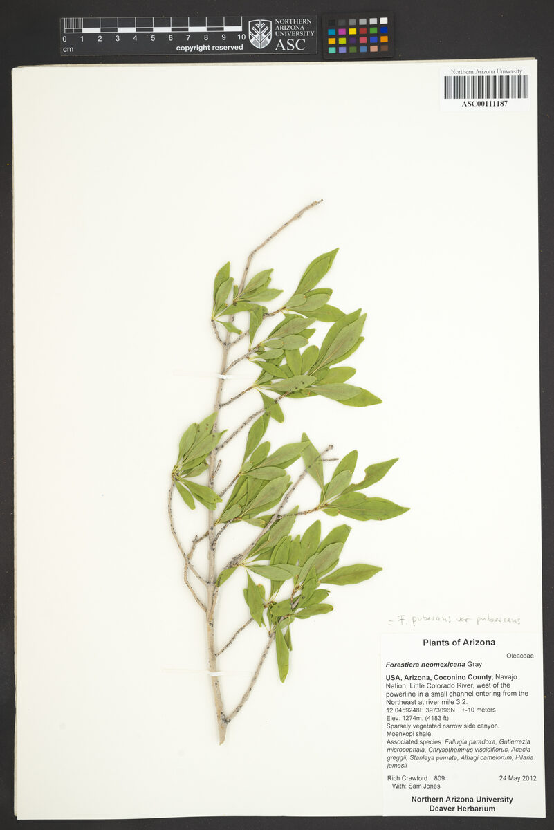 Forestiera neomexicana (Wild Olive) — photo