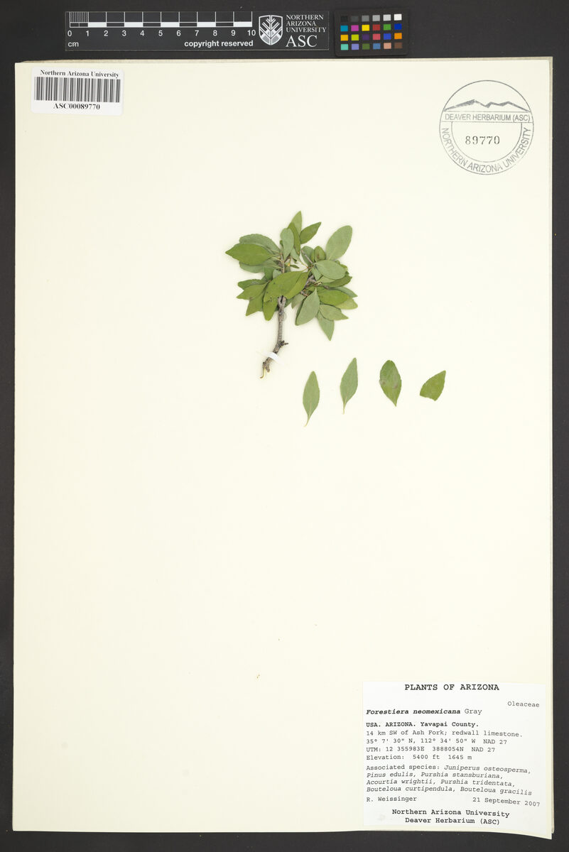 Forestiera neomexicana (Wild Olive) — photo