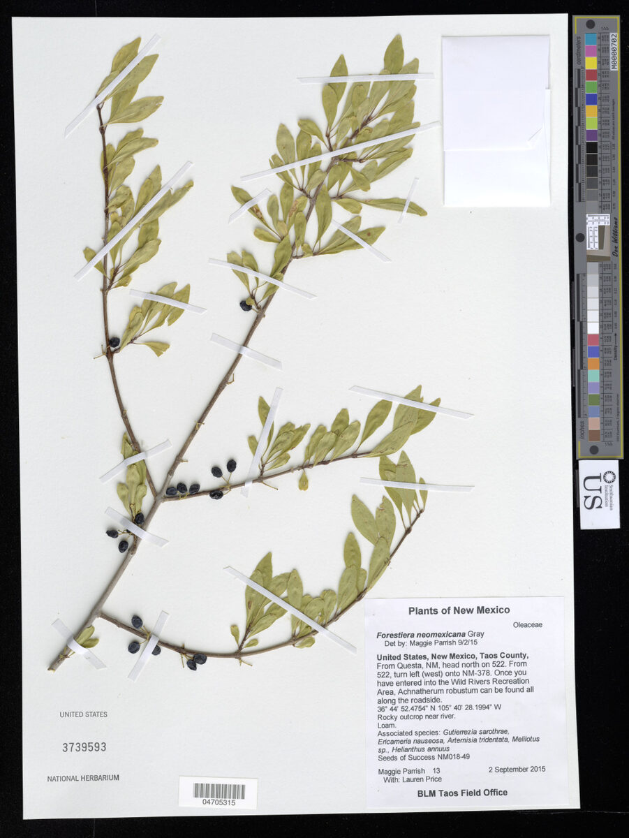 Forestiera neomexicana