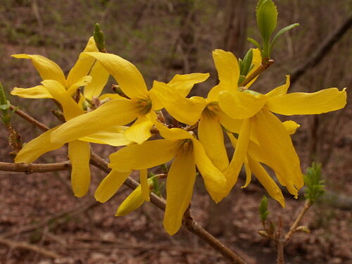 Forsythia suspensa (Golden Bells) — photo