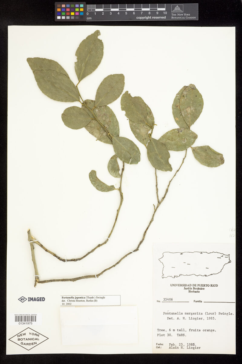 Fortunella japonica - (Thunb.)Swingle. (Round Kumquat) — photo
