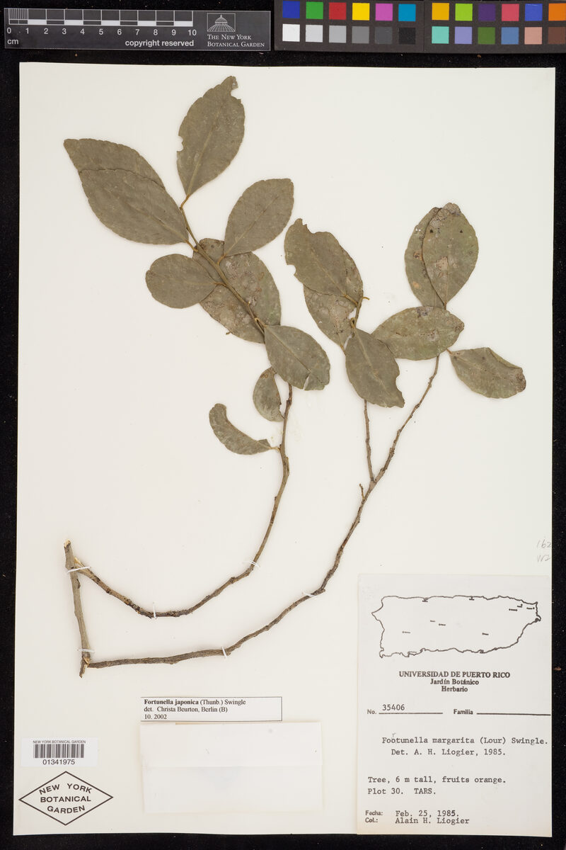 Fortunella japonica - (Thunb.)Swingle. (Round Kumquat) — photo