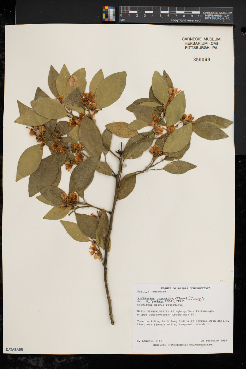 Fortunella japonica - (Thunb.)Swingle.