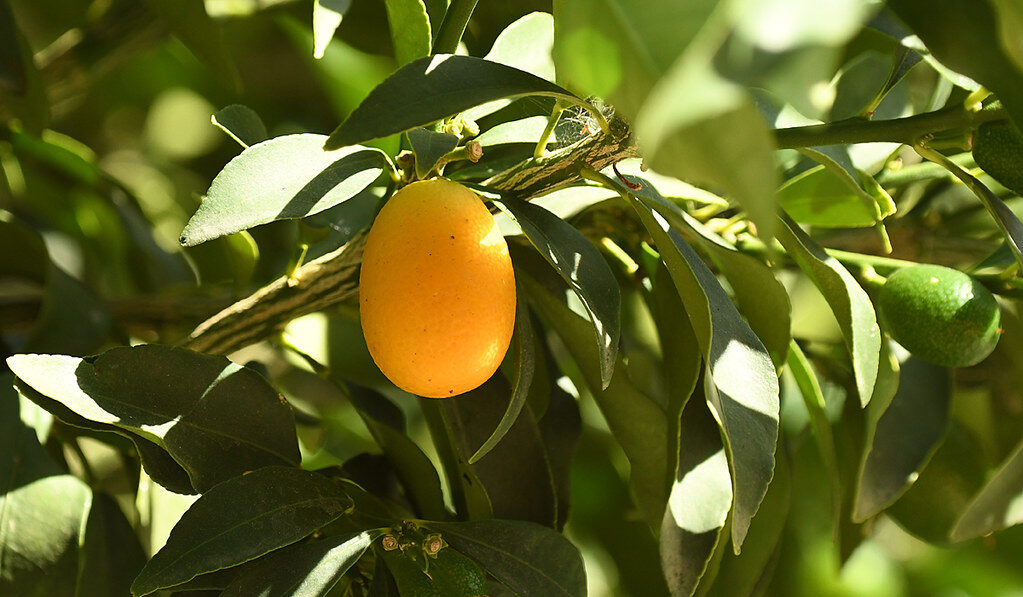 Fortunella margarita - (Lour.)Swingle. (Oval Kumquat) — photo