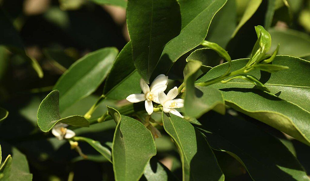 Fortunella margarita - (Lour.)Swingle. (Oval Kumquat) — photo