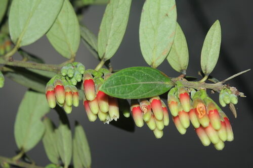 Fouquieria splendens (Ocotillo) — photo