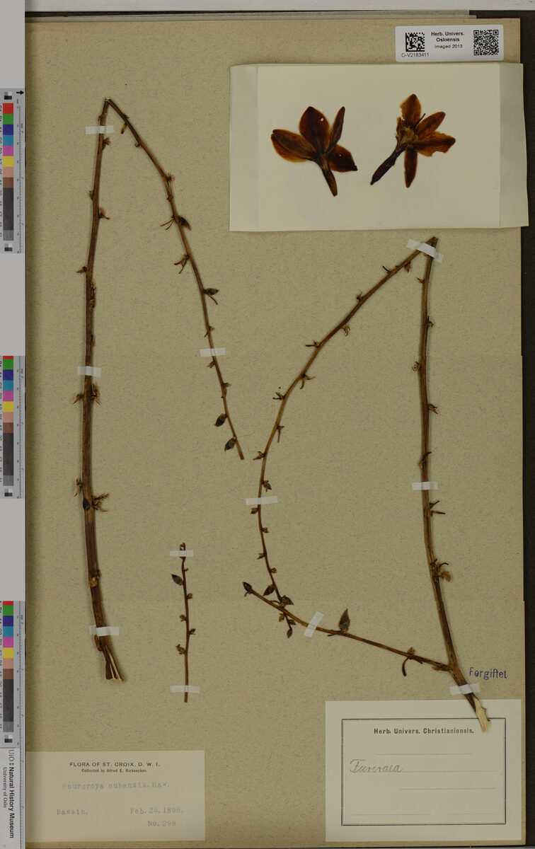 Fourcroya sp. — photo