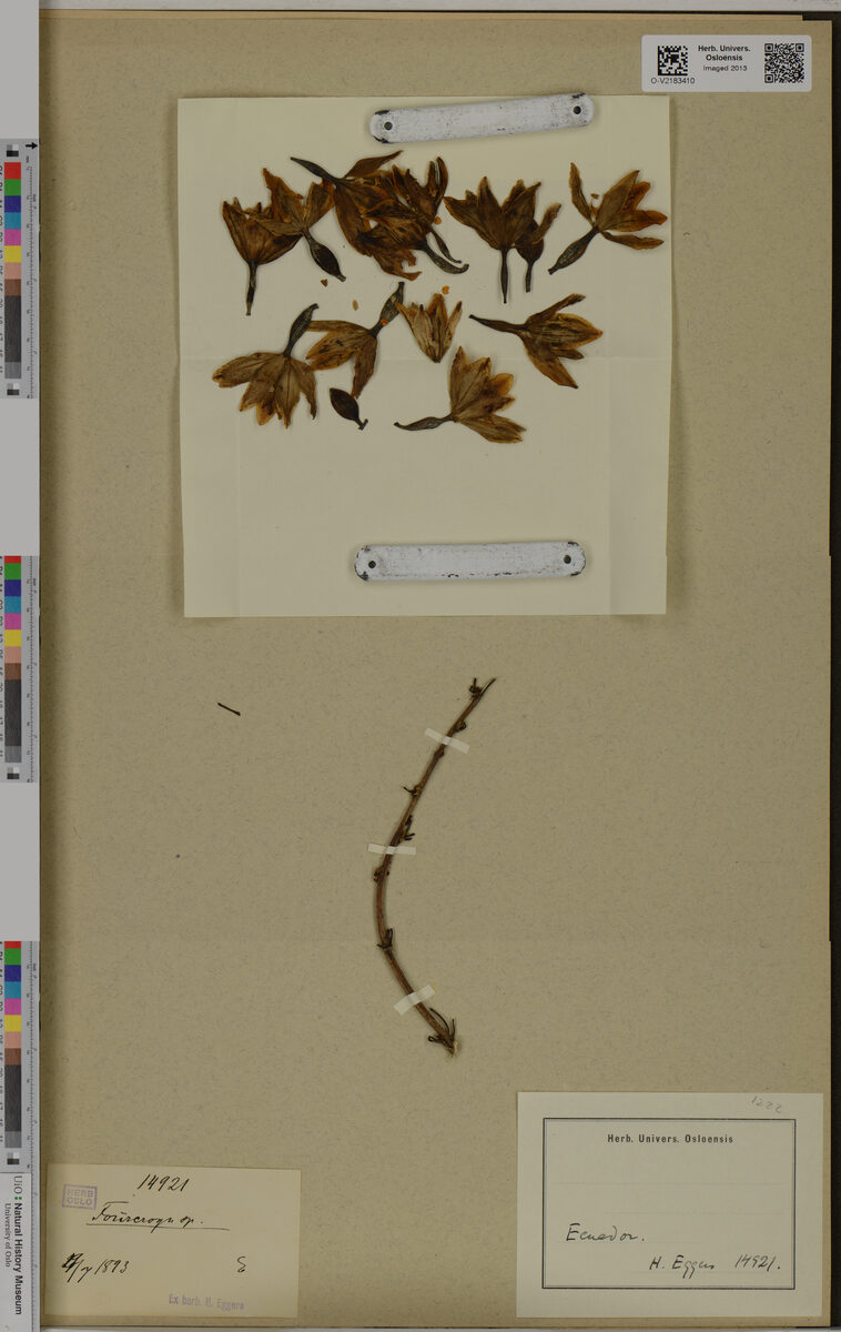 Fourcroya sp. — photo