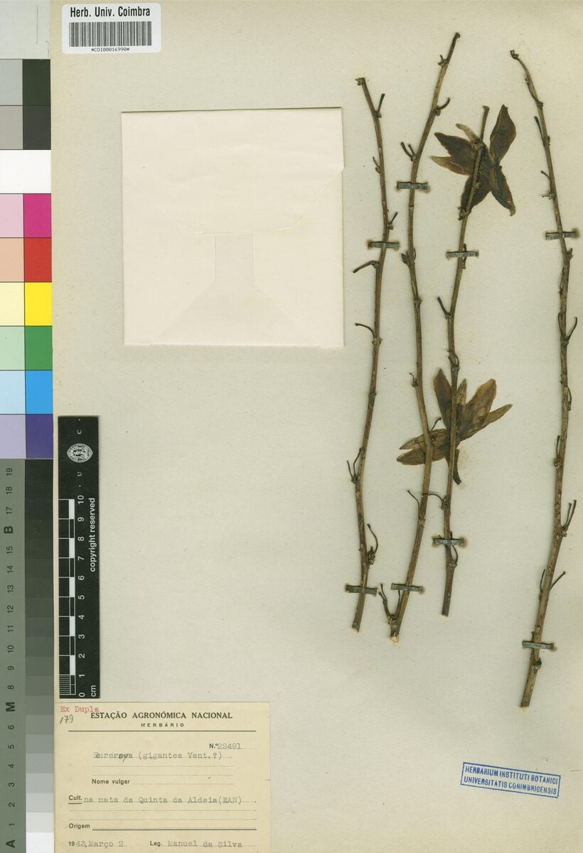 Fourcroya sp.