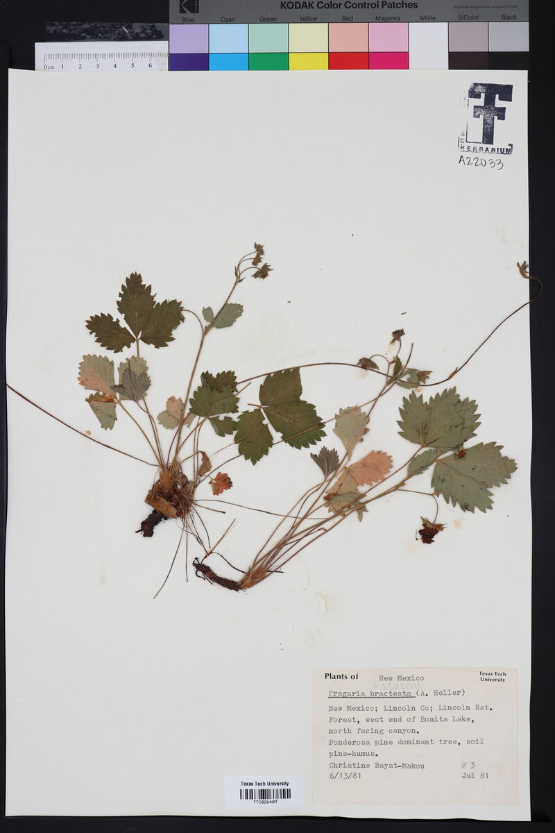 Fragaria bracteata