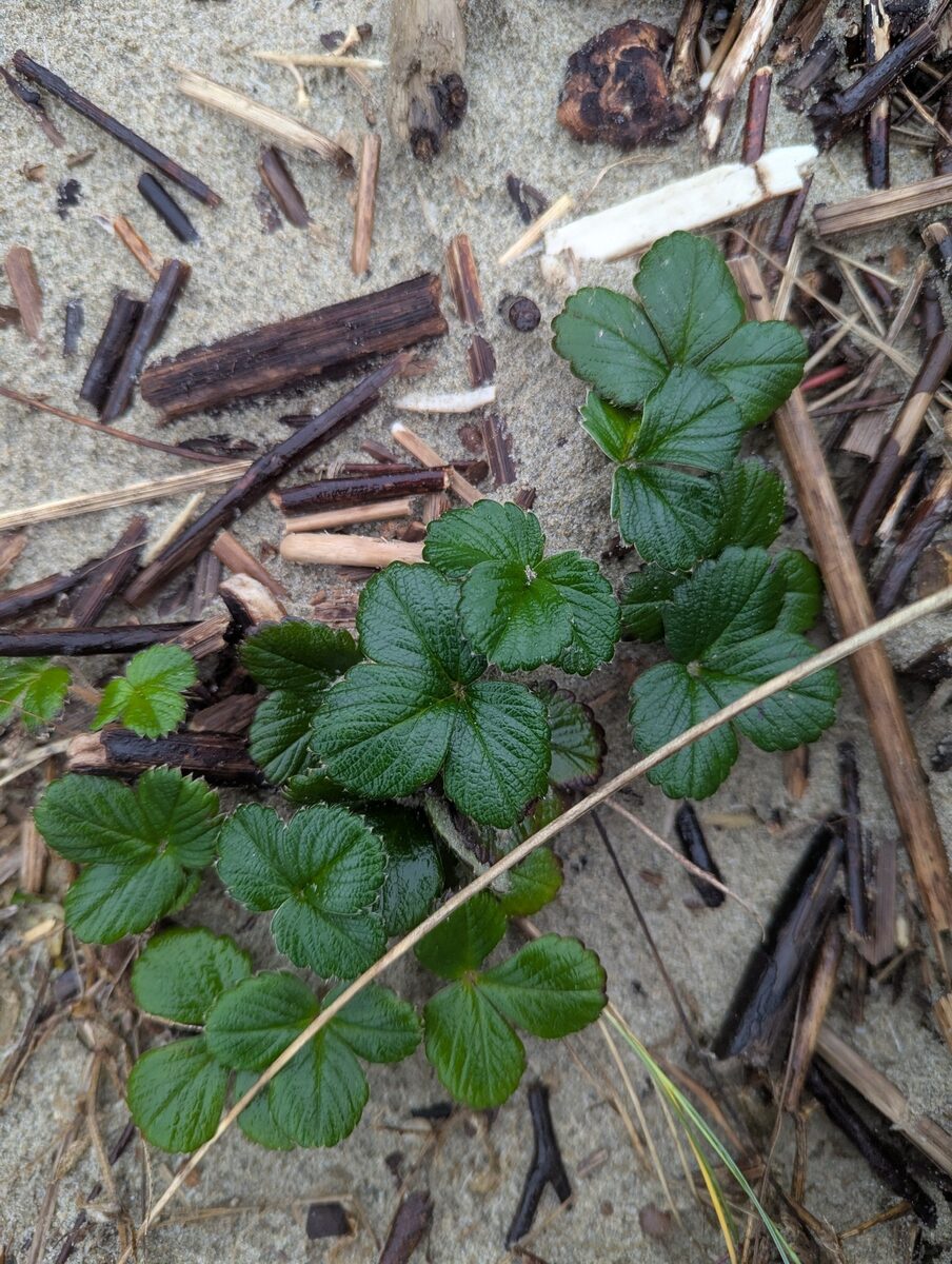 Fragaria californica (Californian Strawberry) — photo