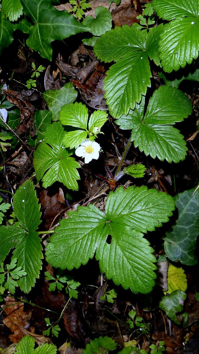 Fragaria californica (Californian Strawberry) — photo