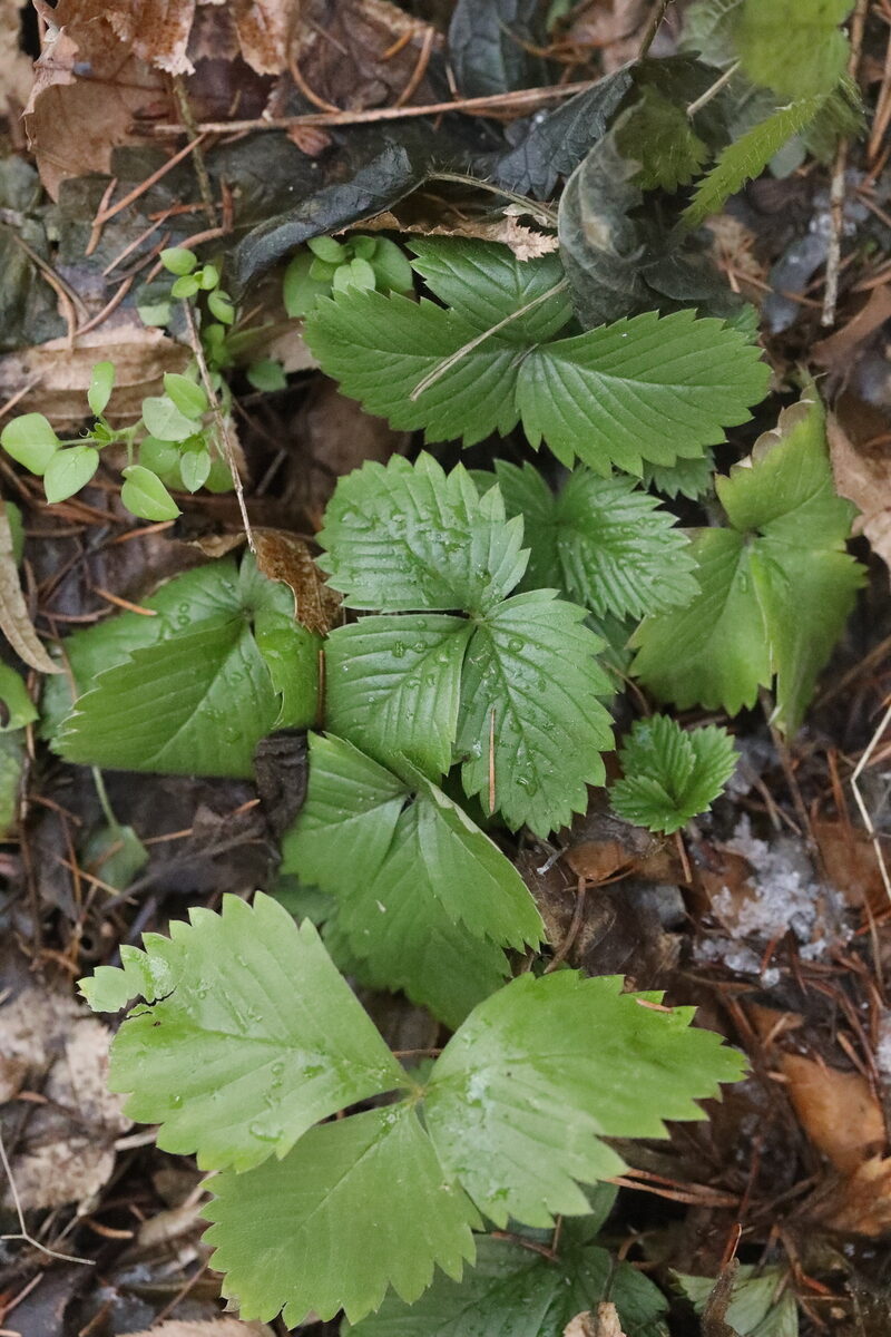 Fragaria californica