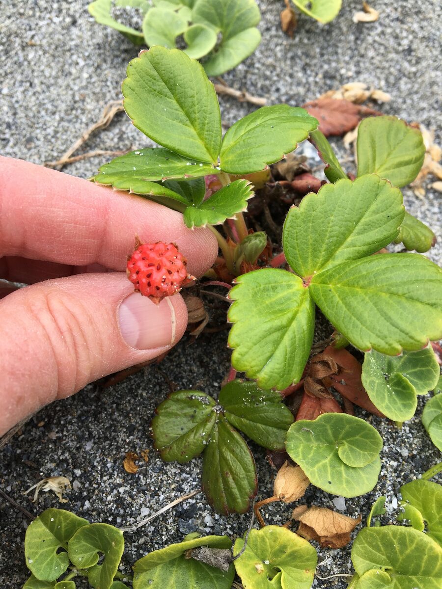 Fragaria chiloensis subsp. lucida — photo