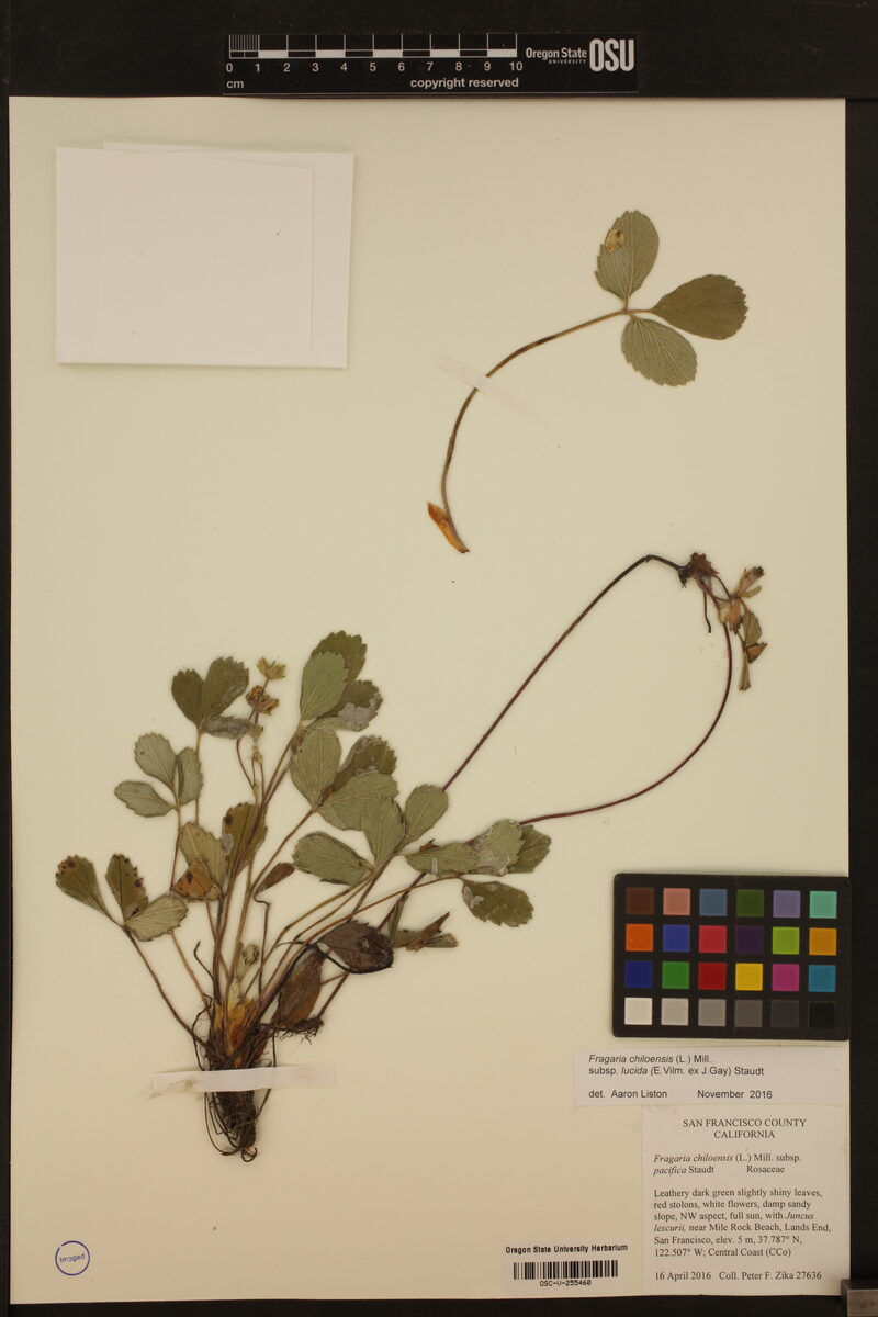 Fragaria chiloensis subsp. lucida — photo