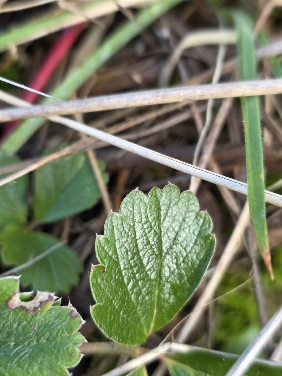 Fragaria chiloensis subsp. pacifica (Pacific beach strawberry) — photo