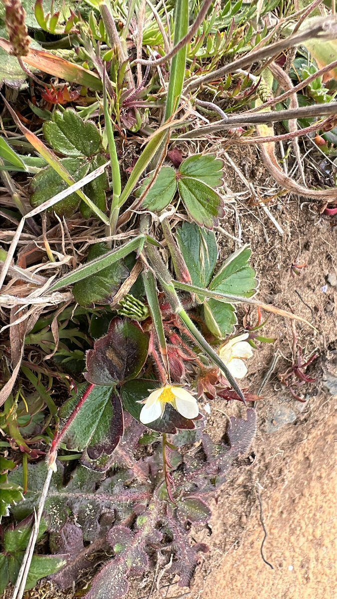 Fragaria chiloensis subsp. pacifica (Pacific beach strawberry) — photo