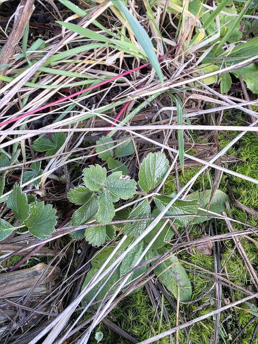 Fragaria chiloensis subsp. pacifica