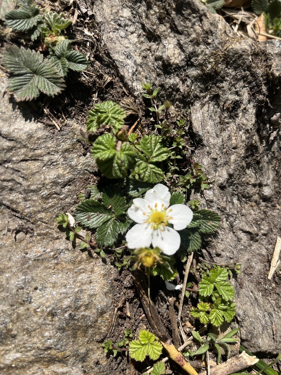 Fragaria nubicola - (Hook.f.)Lindl. (Indian Strawberry) — photo