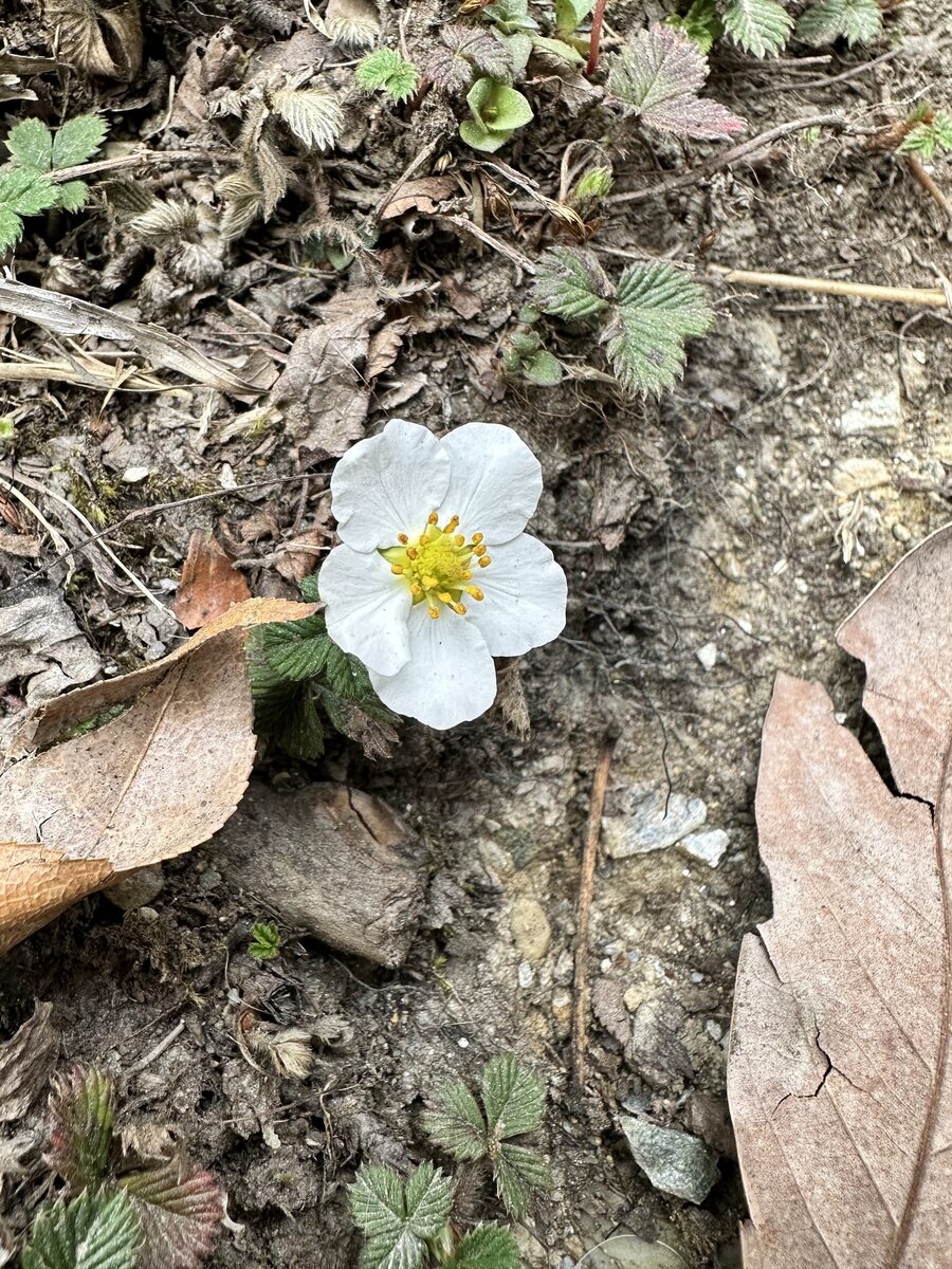 Fragaria nubicola - (Hook.f.)Lindl. (Indian Strawberry) — photo