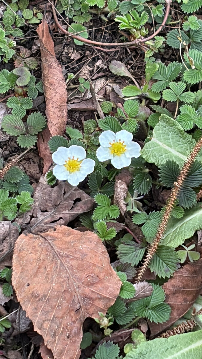 Fragaria nubicola - (Hook.f.)Lindl.