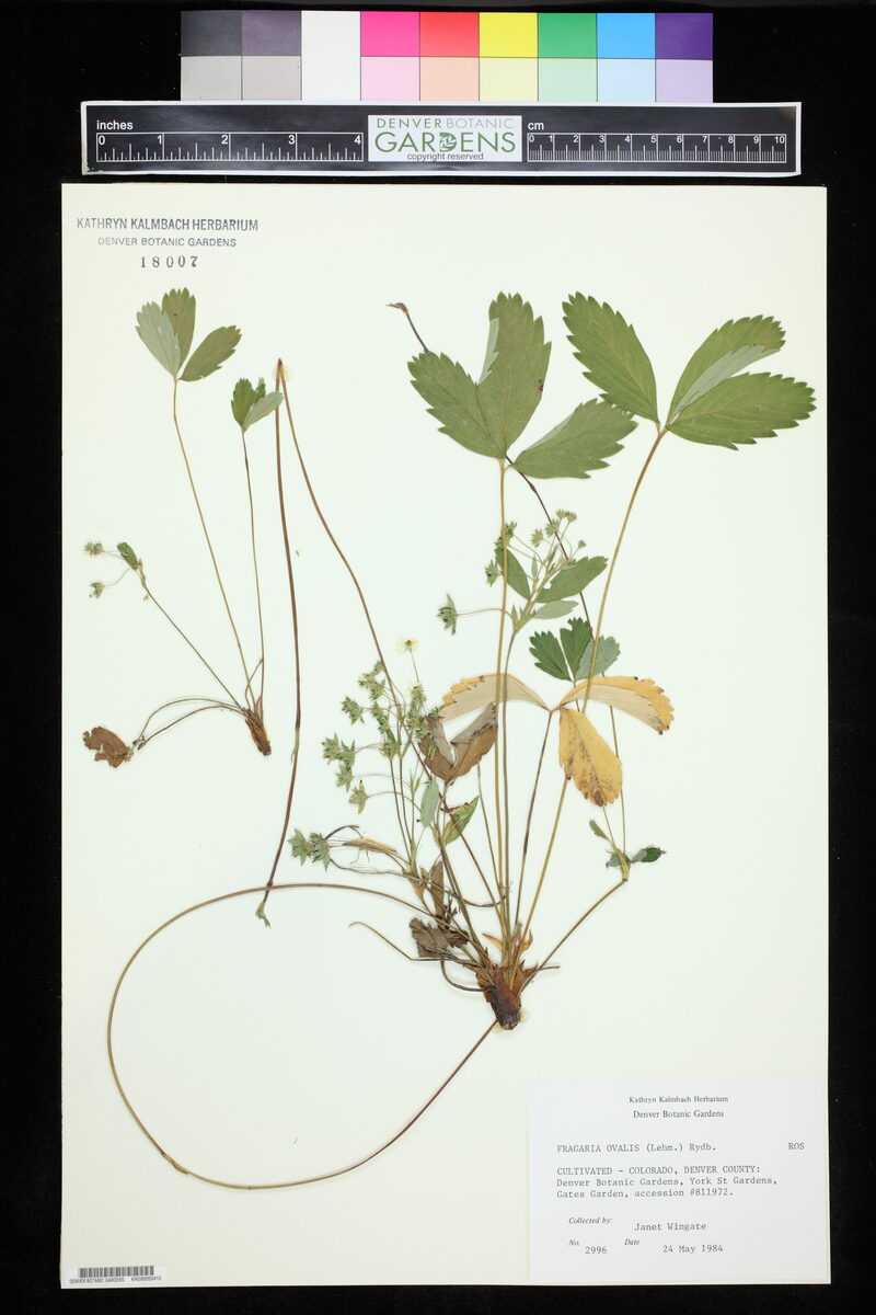 Fragaria ovalis - (Lehm.)Rydb. (Rocky Mountain Strawberry) — photo