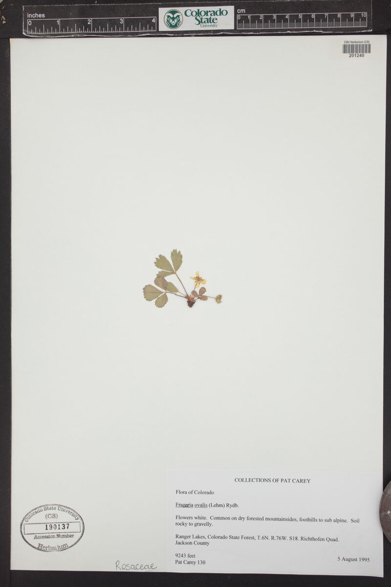Fragaria ovalis - (Lehm.)Rydb.