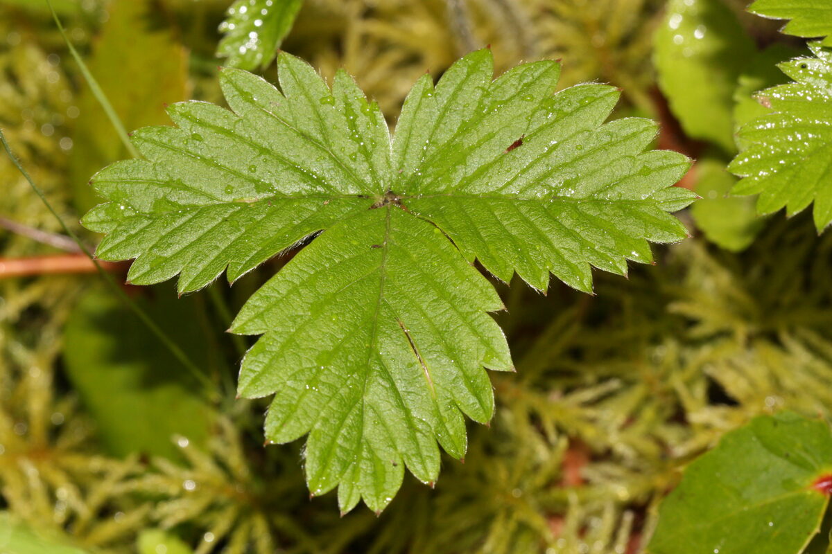 Fragaria vesca (Alpine strawberry) — photo