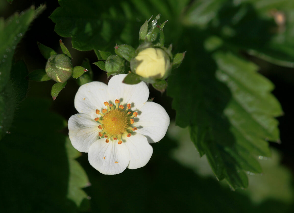 Fragaria vesca (Alpine strawberry) — photo