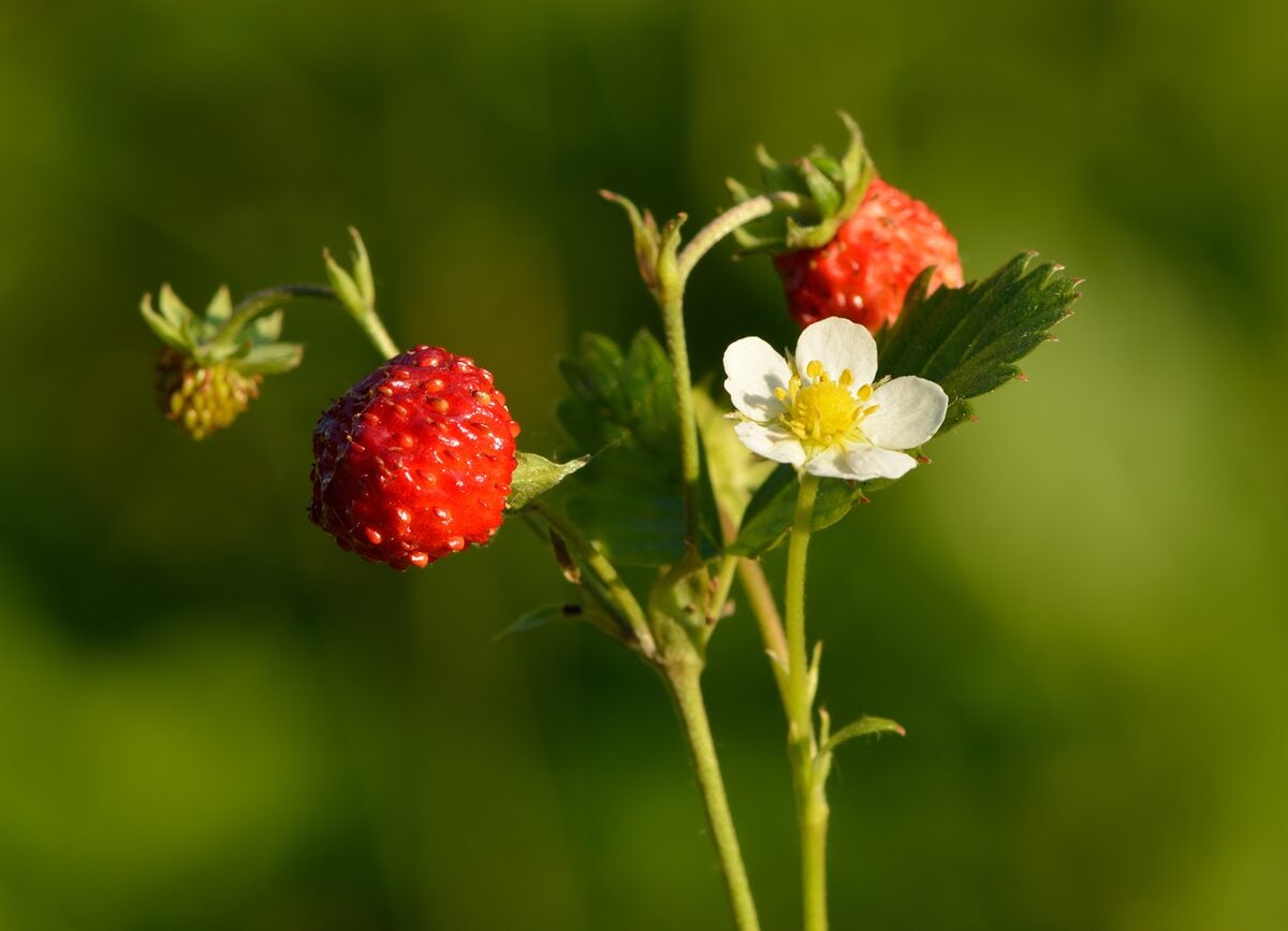 Fragaria vesca