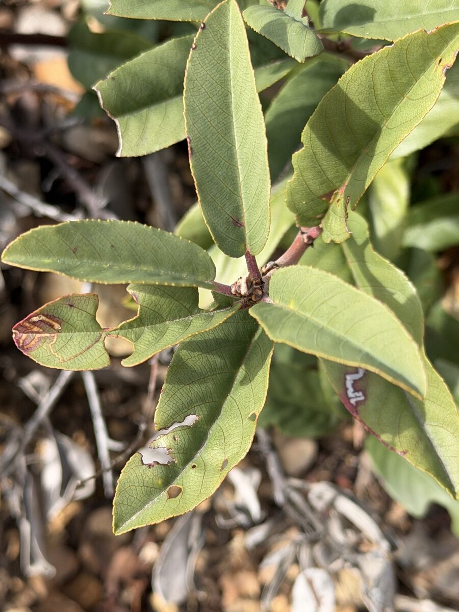 Frangula californica subsp. californica (California buckthorn) — photo