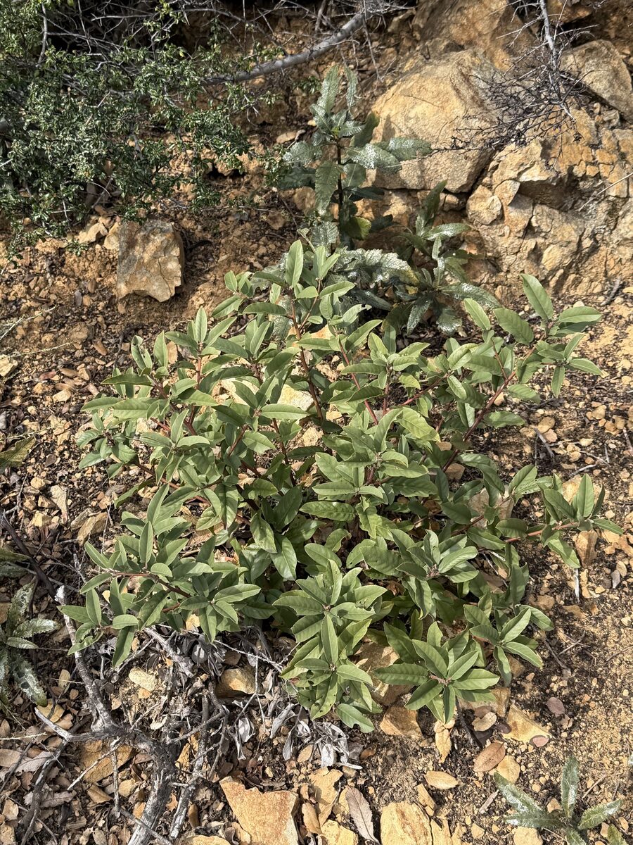 Frangula californica subsp. californica (California buckthorn) — photo
