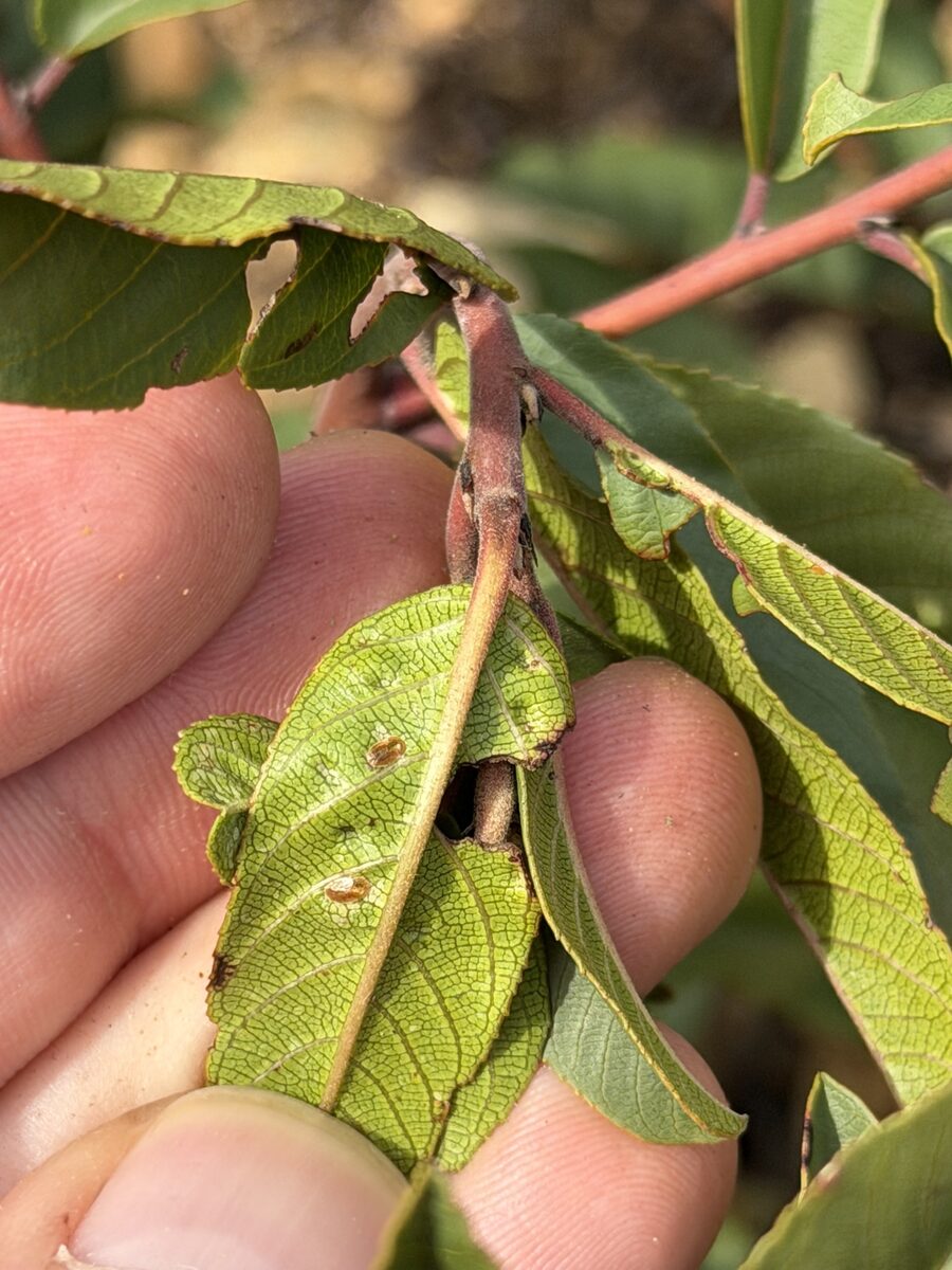 Frangula californica subsp. californica