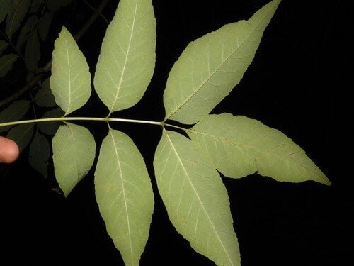 Fraxinus americana (White Ash) — photo