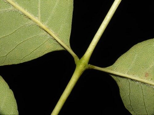 Fraxinus americana (White Ash) — photo