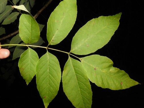 Fraxinus americana