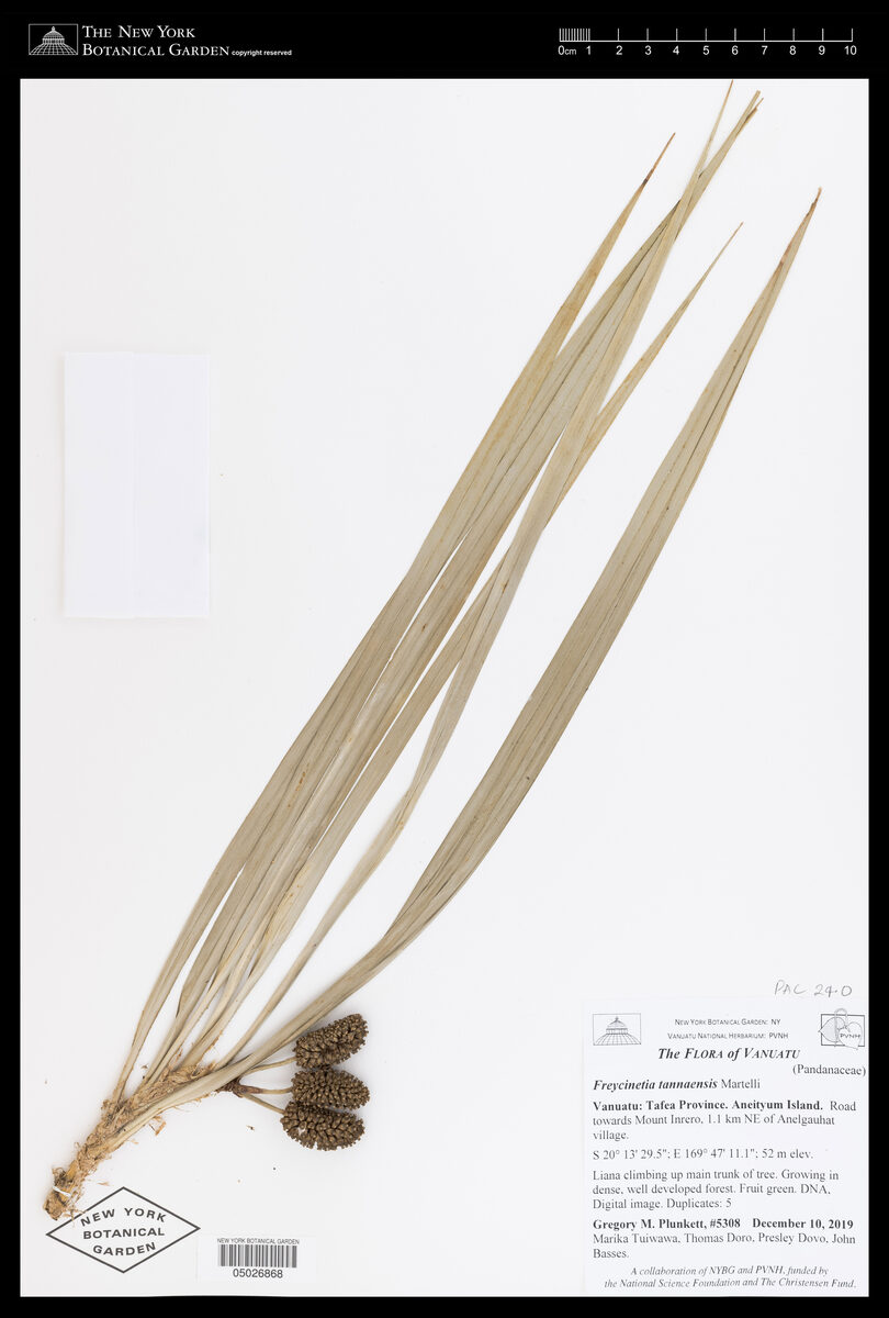 Freycinetia microdonta — photo