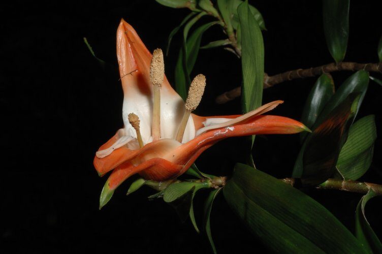 Freycinetia monticola (Kiekie) — photo