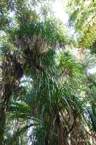 Freycinetia monticola (Kiekie) — photo