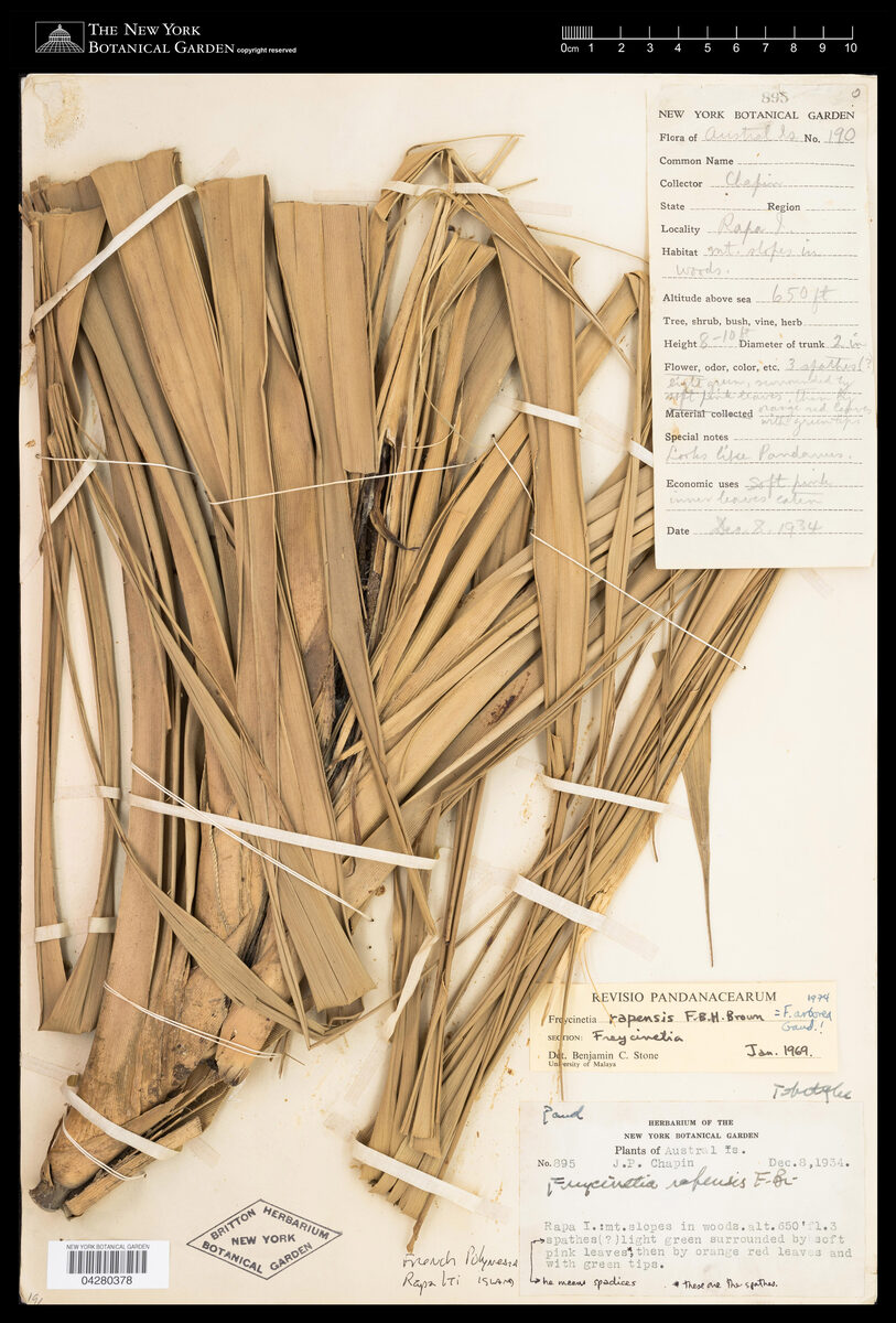 Freycinetia rapensis