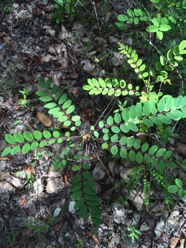 Fuchsia canescens (Zarcillo) — photo