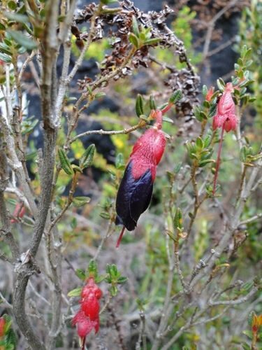 Fuchsia canescens (Zarcillo) — photo