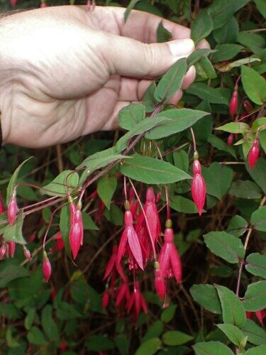 Fuchsia coccinea (Scarlet fuchsia) — photo