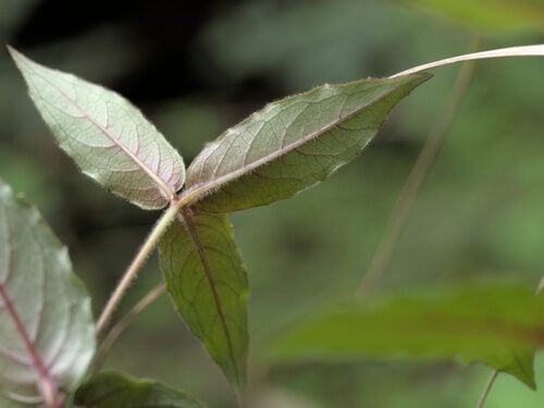 Fuchsia coccinea (Scarlet fuchsia) — photo