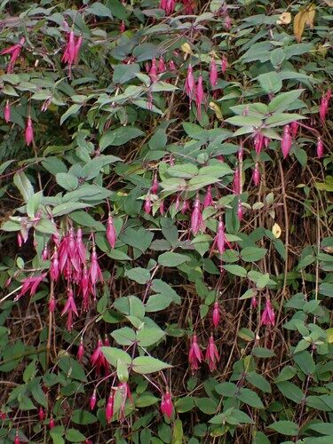 Fuchsia coccinea