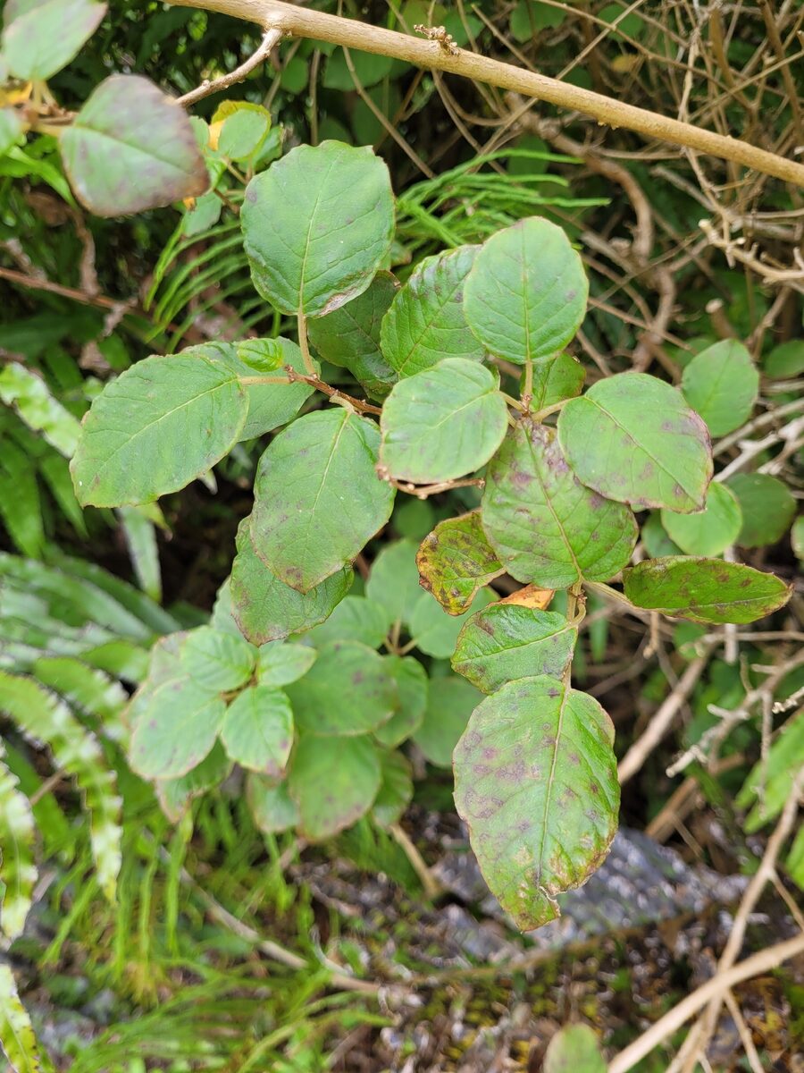 Fuchsia colensoi — photo