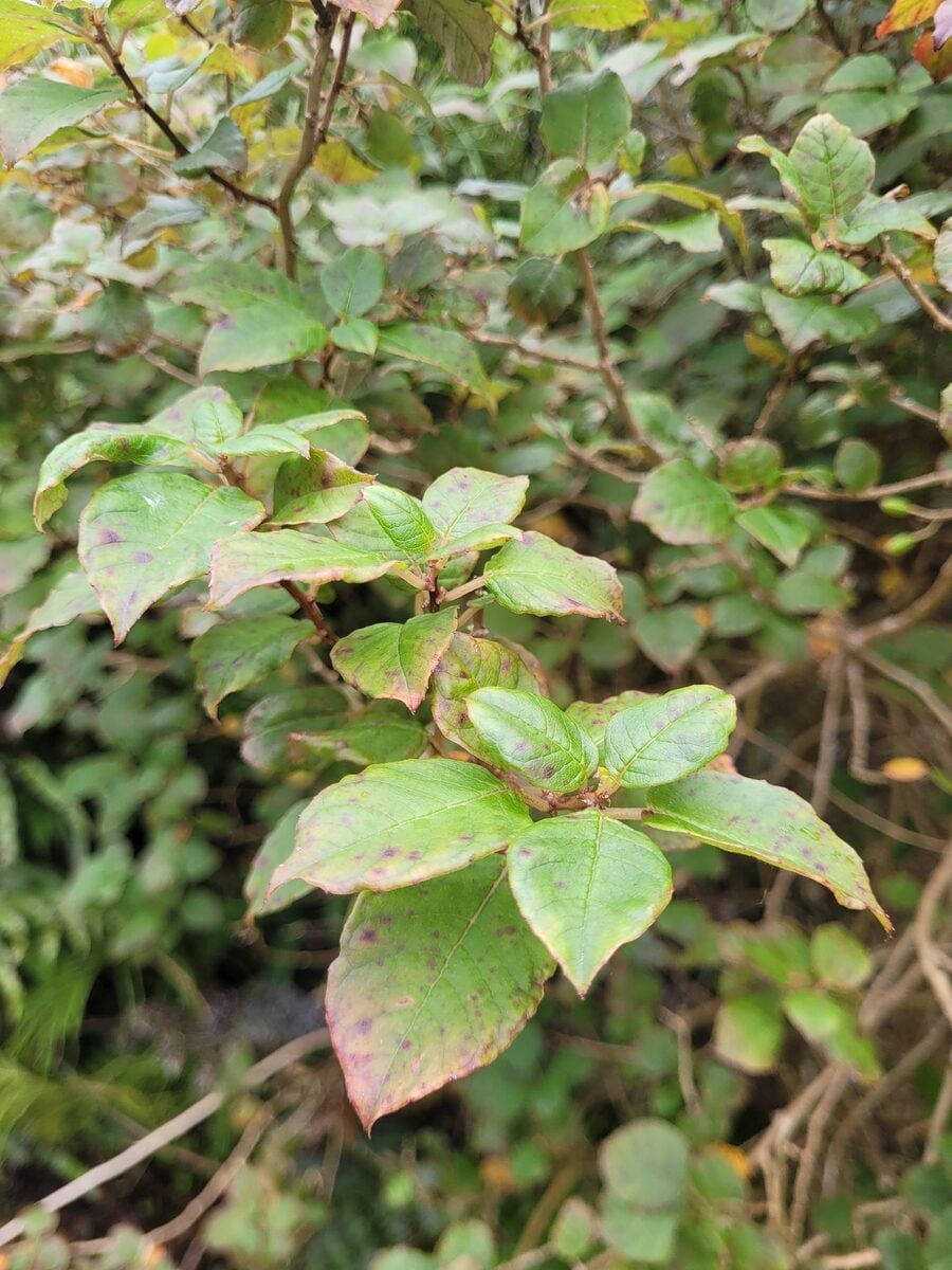 Fuchsia colensoi