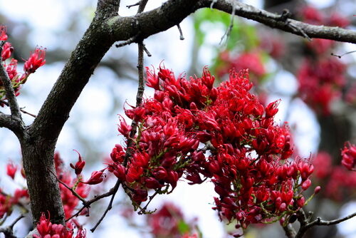 Fuchsia excorticata (Tree fuschia) — photo